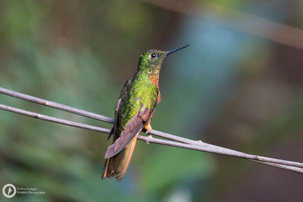 Boissonneaua matthewsii - Chestnut-breasted Coronet - Rotbauchkolibri