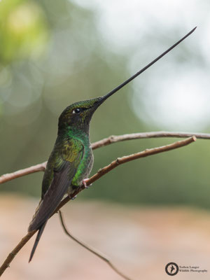 Ensifera ensifera - Sword-billed Hummingbird - Schwertschnabelkolibri ♂
