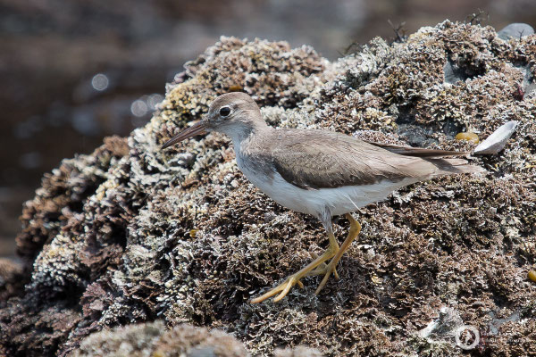 Actitis macularius / Spotted Sandpiper / Drosseluferläufer