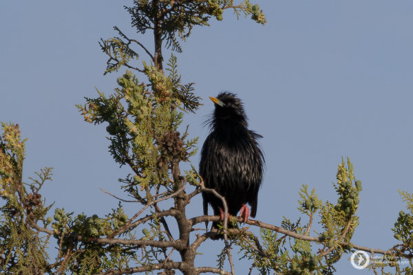 Spotless Starling - endemic to the Western Mediterranean Area