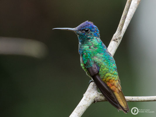 Golden-tailed Sapphire