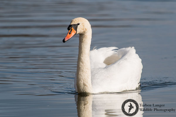 Cygnus olor / Mute Swan / Höckerschwan