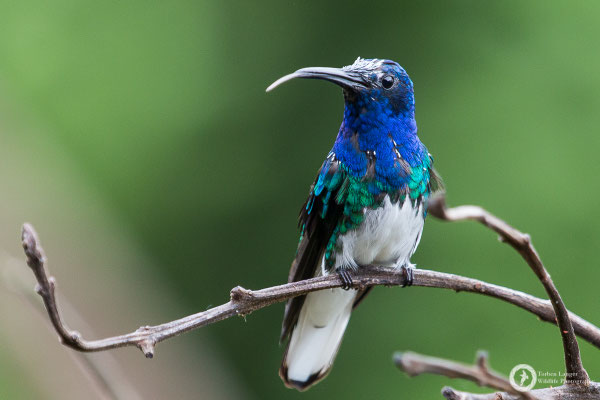 Florisuga mellivora - White-necked Jacobin - Weißnackenkolibri ♂