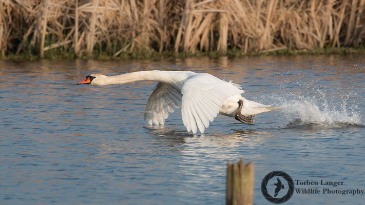 Cygnus olor / Mute Swan / Höckerschwan