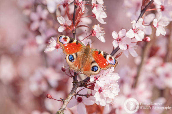 Aglais io / European Peacock / Tagpfauenauge