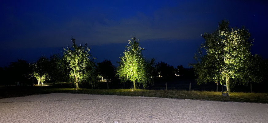 Baumbeleuchtung mit Bodeneinbaustrahlern
