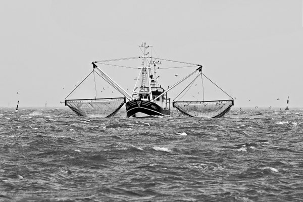 Marion Walter / Urkunde FISAIC