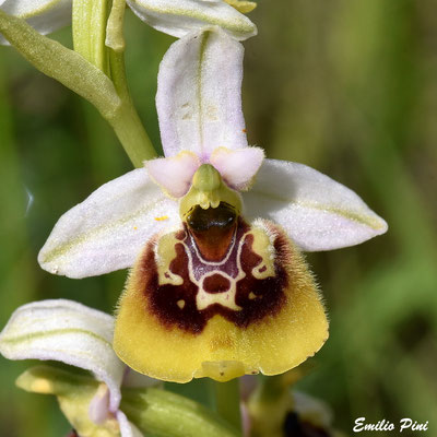 Ophrys lacaite x Ophrys dinarica