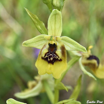 Ophrys lacaite