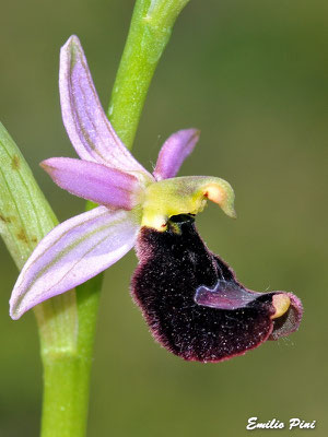 Ophrys benacensis