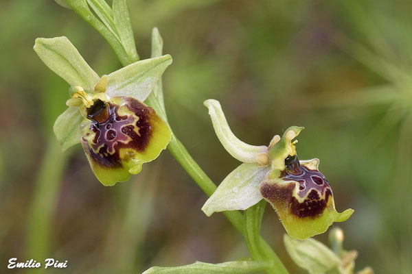 Ophrys holoserica subsp. posidonia