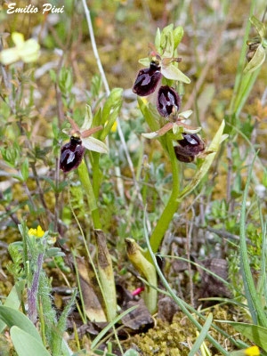 Ophrys bertoloni x Ophrys garganica 