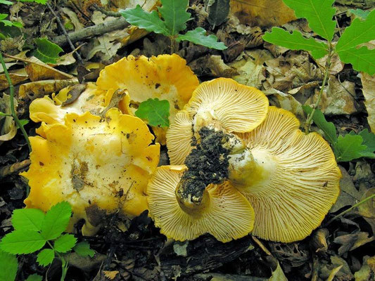  Cantharellus pallens Pilát (COMMESTIBILE) Foto Emilio Pini                                                                                                                                                                                                    