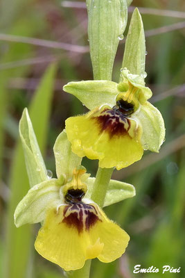 Ophrys lacaite (Regione Basilicata)