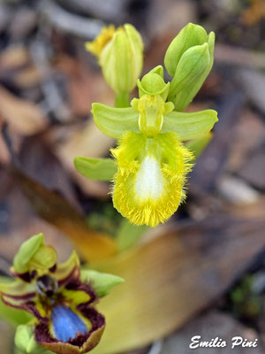 Ophrys speculum forma apocromatica (Regione Sardegna)