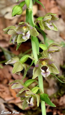 Epipactis helleborinae (Regione Emilia Romagna)