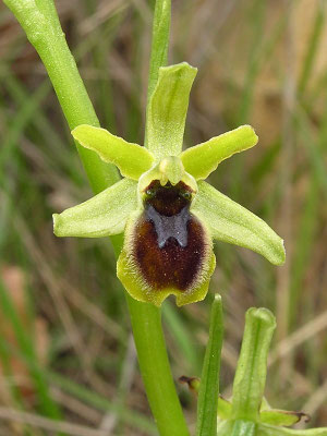 Ophrys litigiosa (Regione Liguria)