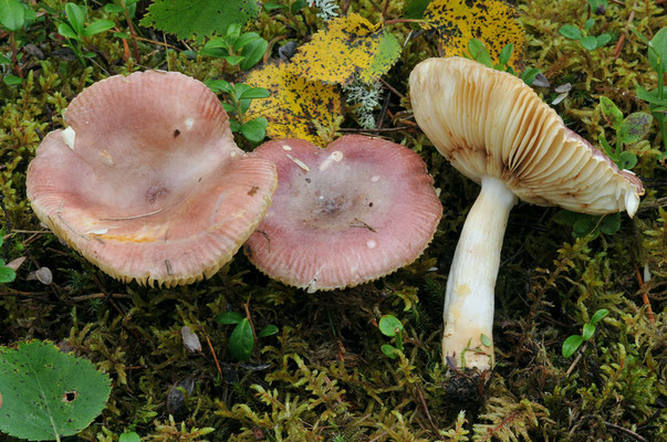 Russula versicolor Jul. Schäff. 1931 (NON COMMESTIBILE) Foto Emilio Pini 