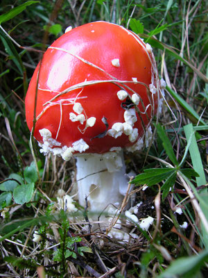 Amanita muscaria (L.) Lam.  (V ELENOSO)  Foto Emilio Pini