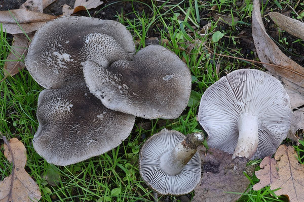 Tricholoma orirubens Quél. 1872 (COMMESTIBILE) Foto Emilio Pini 