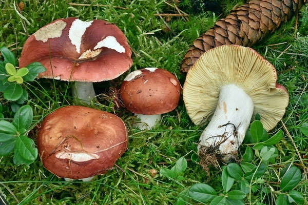 Russula vinosa Lindblad 1901 (COMMESTIBILE) Foto Emilio Pini 
