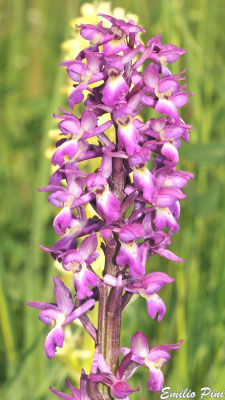 Ophrys speciosa x Ophrys pallens Regione Lombardia