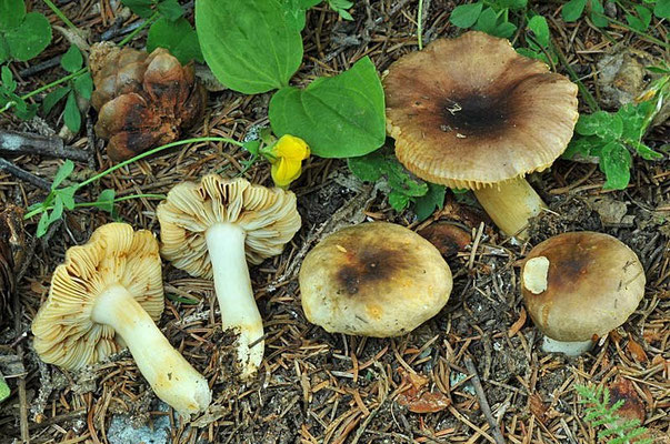 Russula puellaris Fr. 1838 (COMMESTIBILE) foto Emilio Pini