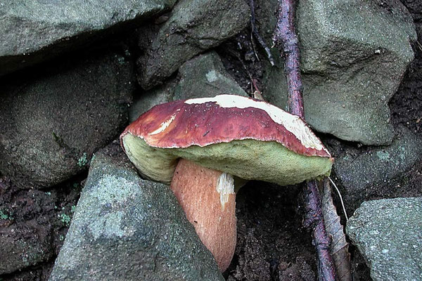 Boletus pinophilus Pilat & Dermek (COMMESTIBILE) Foto Emilio Pini