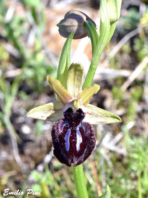 Ophrys classicaOphrys classica (Regione Puglia)
