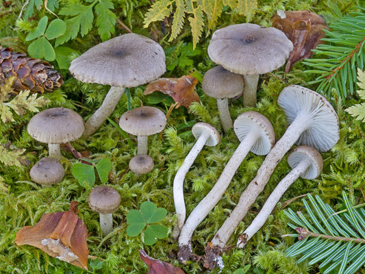 Hygrophorus pustulatus (Pers.) Fr. (COMMESTIBILE) foto Emilio Pini 