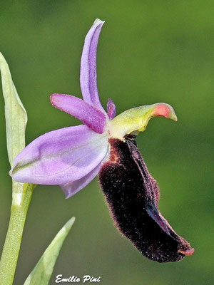 Ophrys bertoloni ssp benacensis (Regione Veneto)
