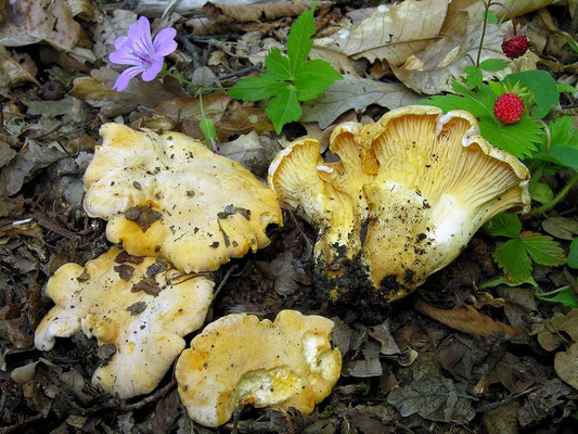  Cantharellus pallens Pilát (COMMESTIBILE) Foto Emilio Pini 