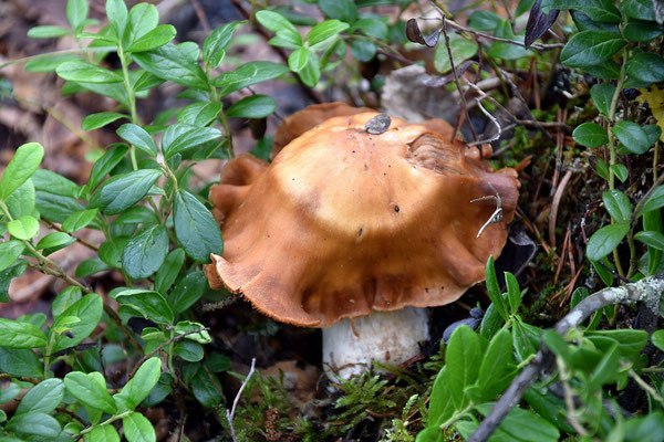 Cortinarius poecilopus Rob. Henry (NON COMMESTIBILE) Foto Emilio Pini