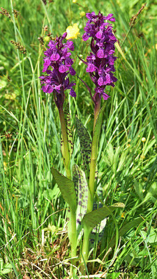 Dactylorhiza majalis