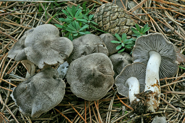 Tricholoma gausapatum (Fr. : Fr.) Quél. 1872 (COMMESTIBILE) Foto Emilio Pini 