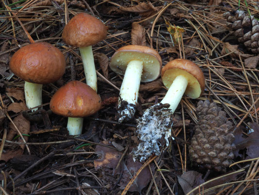 Suillus granulatus (L.) Roussel 1796 (COMMESTIBILE) foto Stefano Gatti