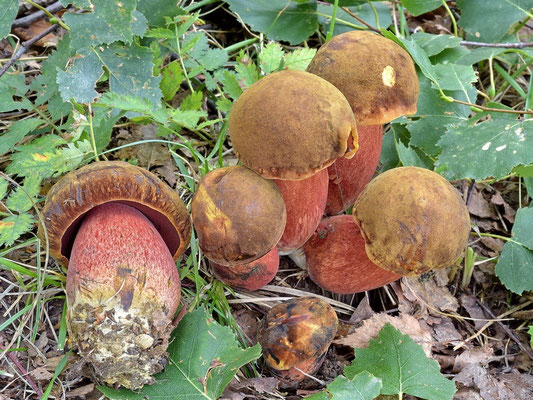 Boletus erythropus Persoon ss. Fries (COMMESTIBILE) Foto Emilio Pini