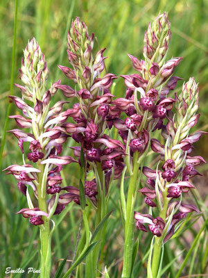 Anacamptis coriophora (Regione Lombardia)