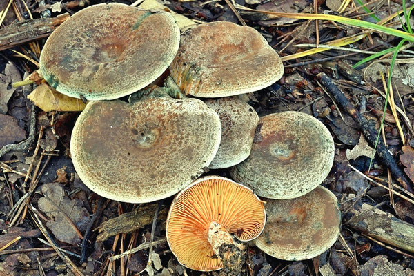 Lactarius quieticolor Romagn. (COMMESTIBILE) Foto Emilio Pini 