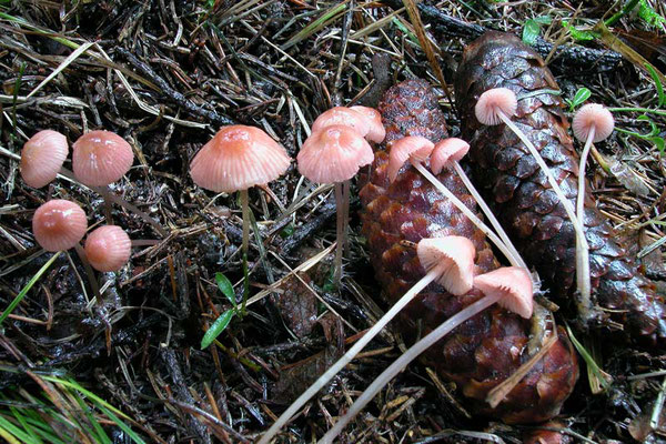 Mycena rosella (Fr.) P. Kumm. 1871 (NON COMMESTIBILE) Foto Emilio Pini