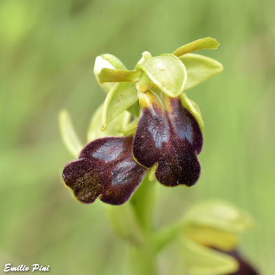 Ophrys lucana