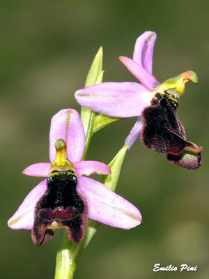 Ophrys benacensis