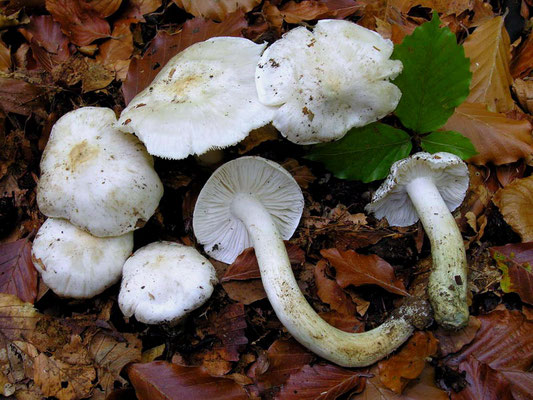 Tricholoma columbetta (Fr.) P. Kumm. 1871 (COMMESTIBILE) Foto Emilio Pini 