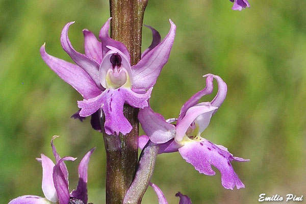 Orchis ovalis (Regione Emilia Romagna)