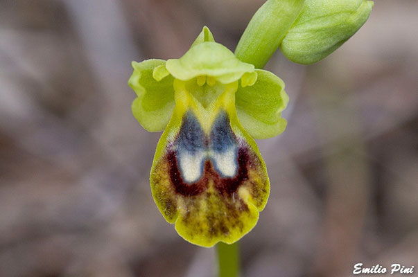 Ophrys marmorata (Regione Toscana-Elba)