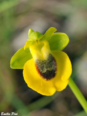 Ophrys lutea (Regione Sicilia)