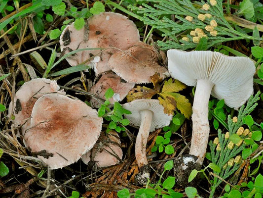 Lepiota subincarnata J.E. Lange (VELENOSO MORTALE) Foto Emilio Pini