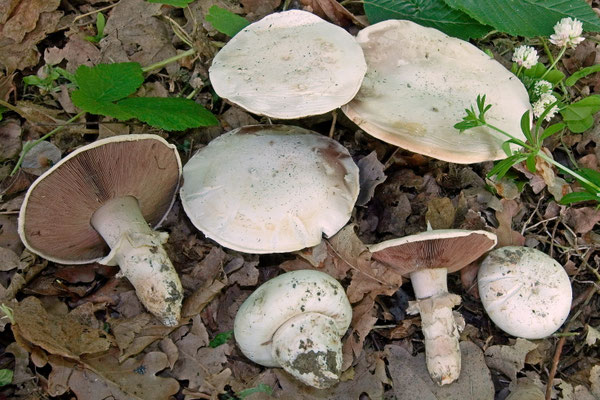 Agaricus bitorquis (Quél.) Saccardo (COMMESTIBILE) Foto Emilio Pini