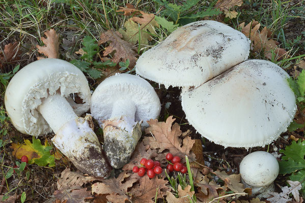 Amanita ovoidea (Bull.) Link (COMMESTIBILE) Foto Emilio Pini