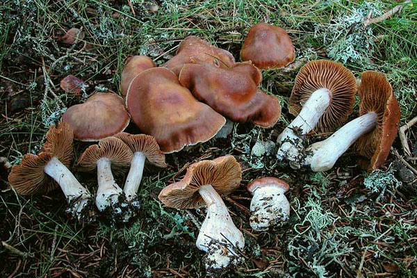 Cortinarius triformis Fr. (NON COMMESTIBILE) Foto Emilio Pini